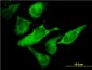 EIF2S1 Antibody (monoclonal) (M01)